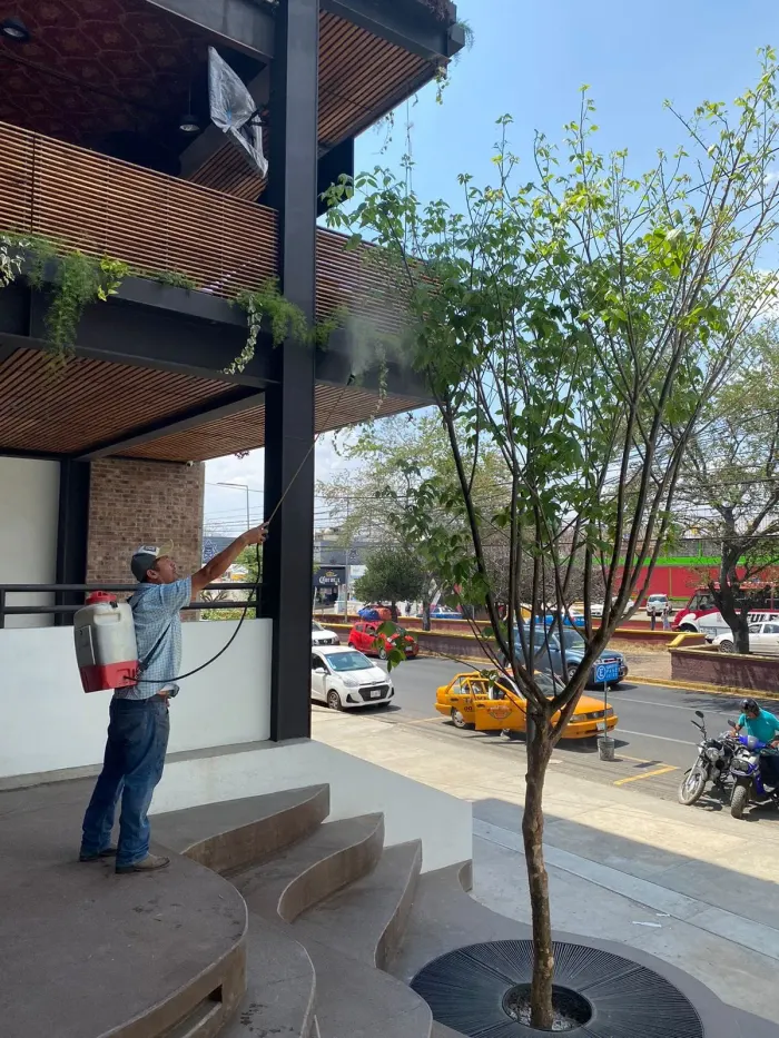 Aplicación de tratamiento a un árbol urbano recién plantado