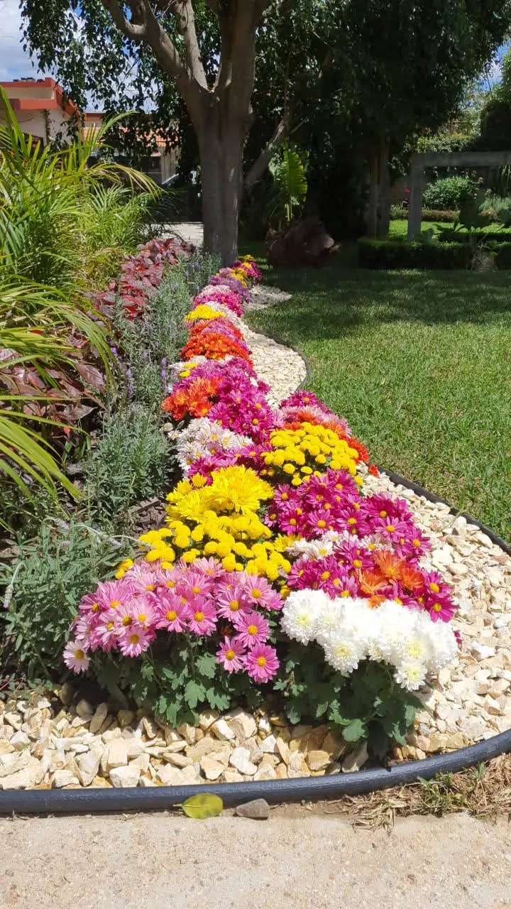 Cenefa de flores de temporada con grava blanca decorativa