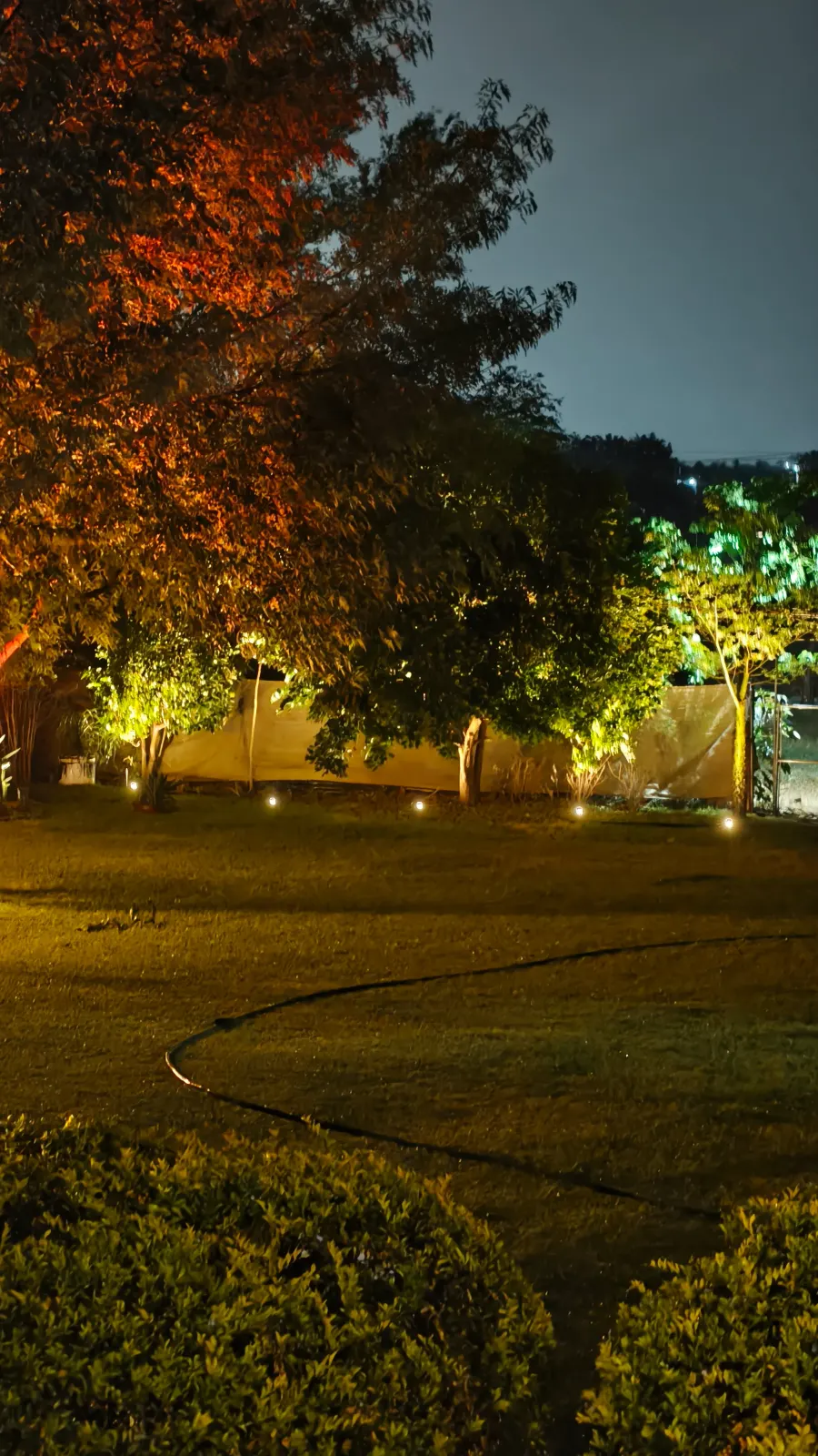 Árboles del jardín iluminados de noche con luces de color